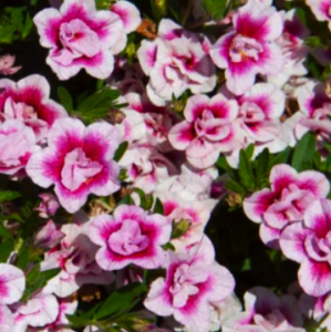 Снимок экрана 2024-11-05 0523218